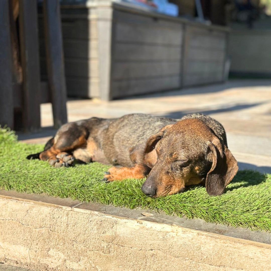 Goofy - Teckel de pelo duro