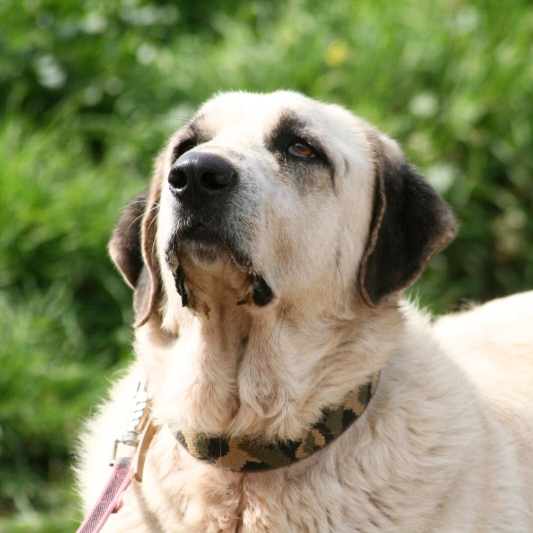 Savanah - Mastín pequeño