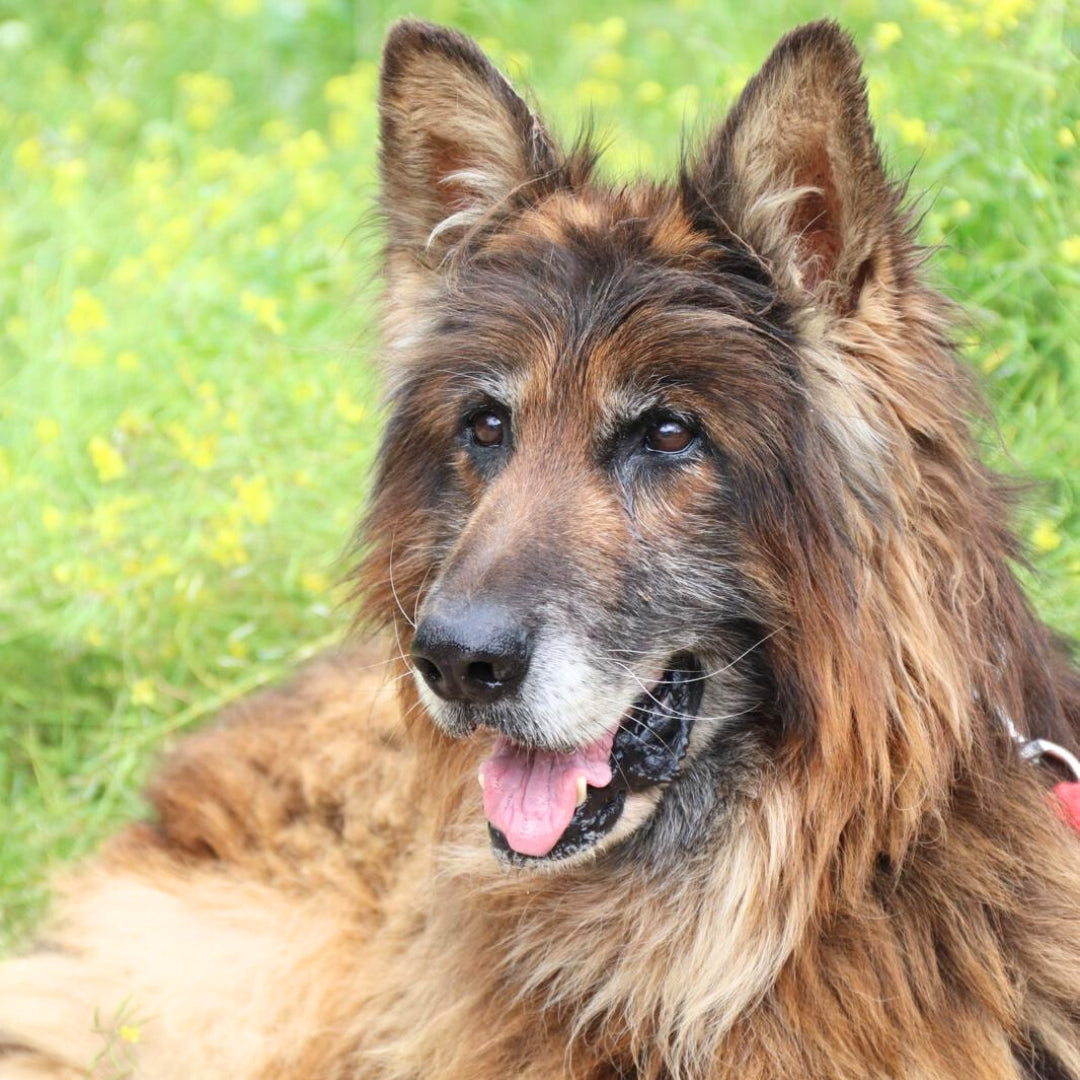 Edu - Pastor Alemán