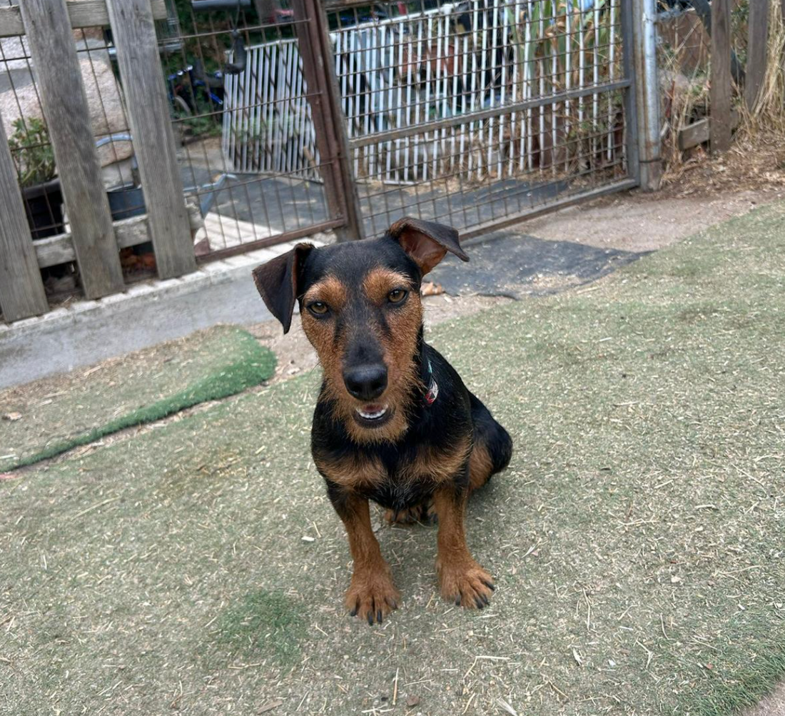 Kuki - Mezcla teckel