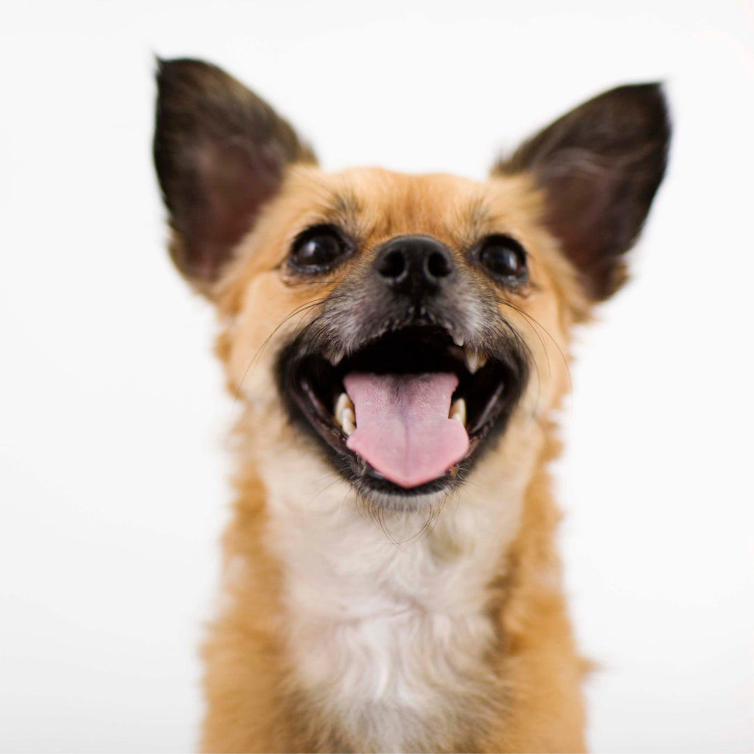 ¿Cómo regulan los perros su temperatura?