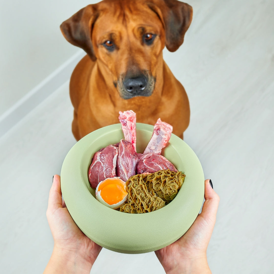 La mejor comida para perros - Aspectos a considerar