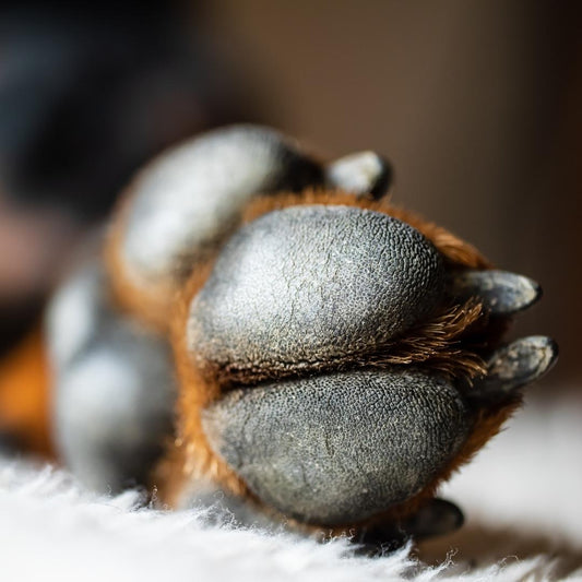 Cómo cuidar las almohadillas de tu perro