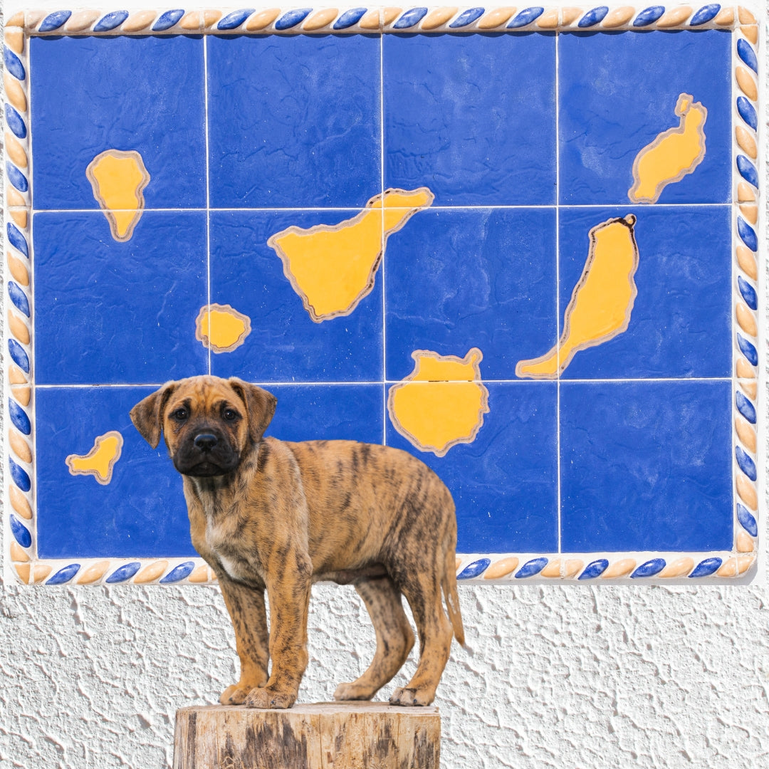 El Presa canario, un tesoro canino.