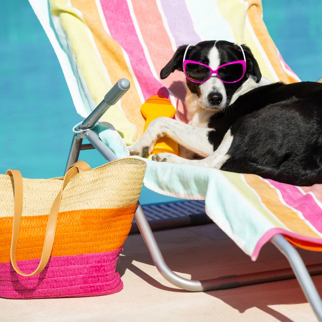 Protector solar para perros