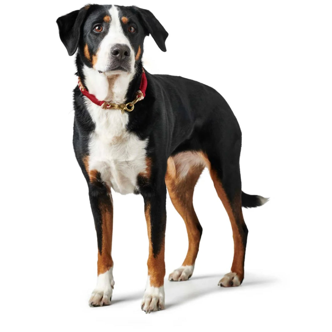 Collar Hunter Ramiro - 40 cm cuello