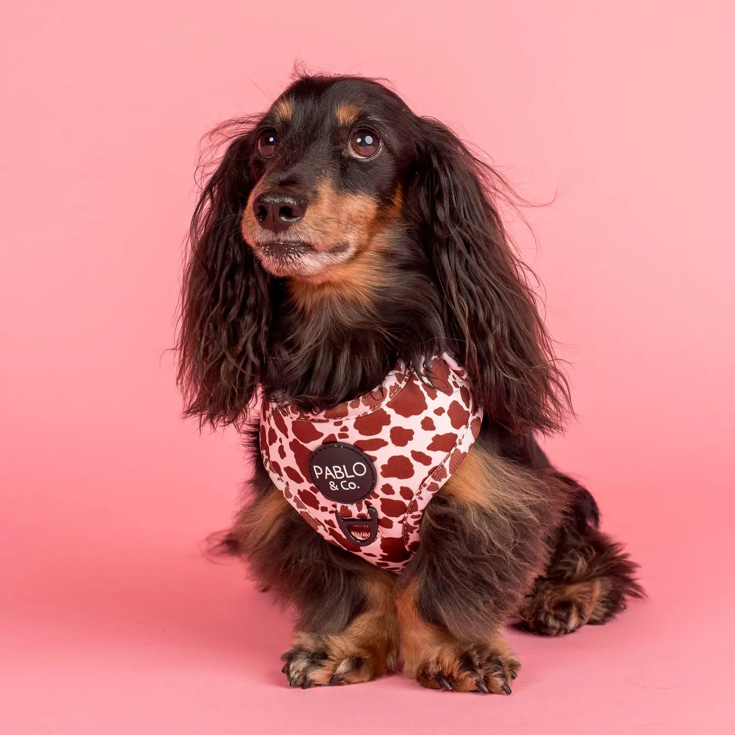 Harness Adjustable-Bogota