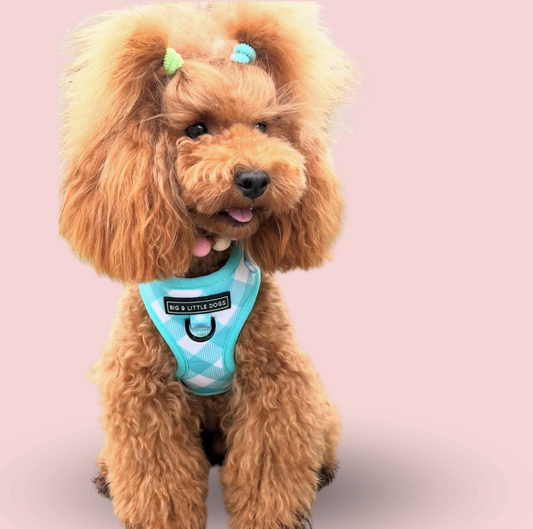 Arnés ajustable Blue Vichy XS