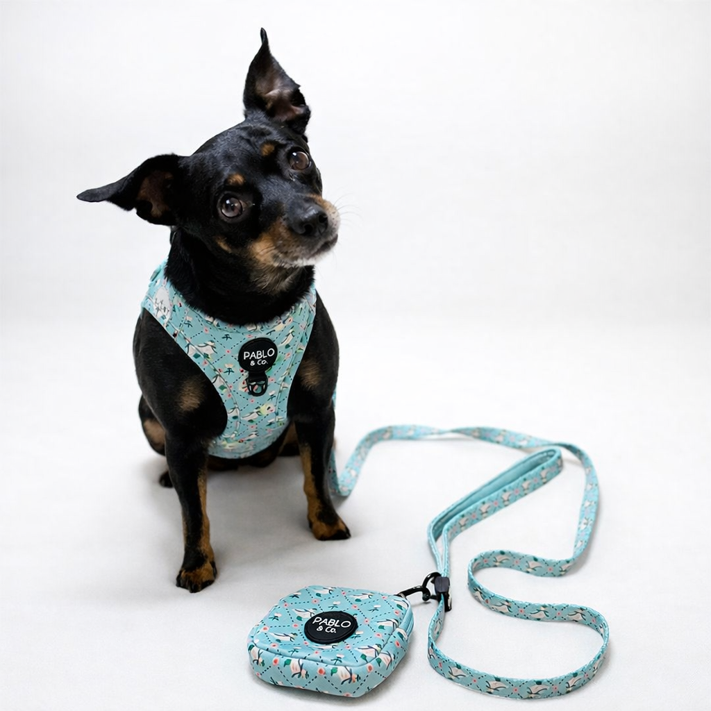 Harness Adjustable-Bogota