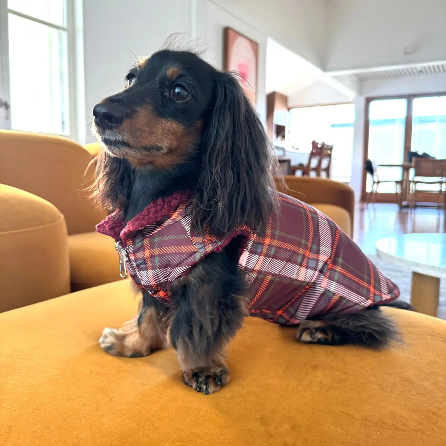 Harness Adjustable-Bogota