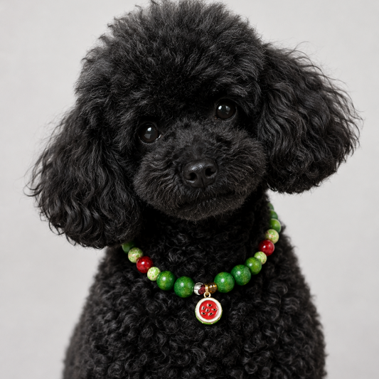 Collar Zinia