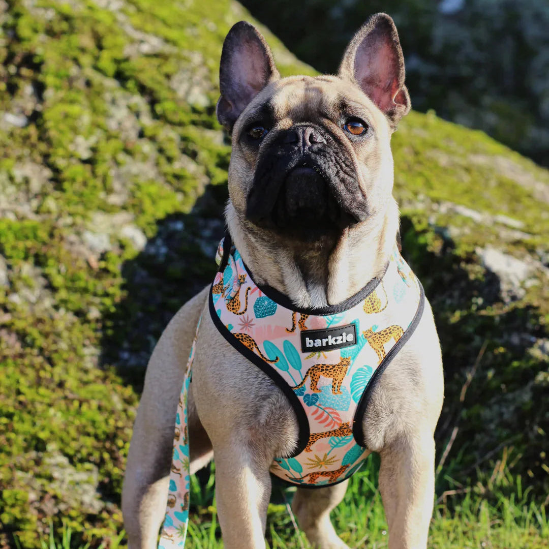 Harness Adjustable-Amsterdam
