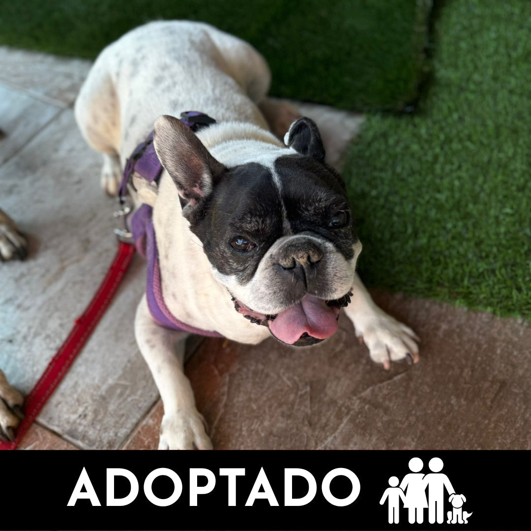 MIGUEL - Bull dog francés en adopción