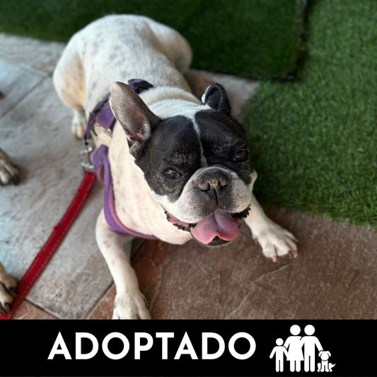 MIGUEL - Bull dog francés en adopción