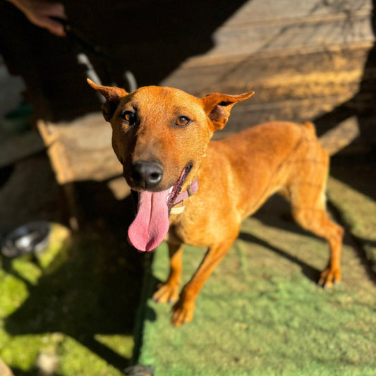 Curro - Podenco