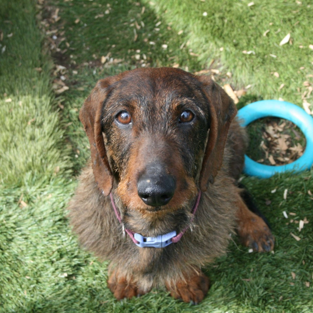 Hotty - Teckel de pelo duro en adopción