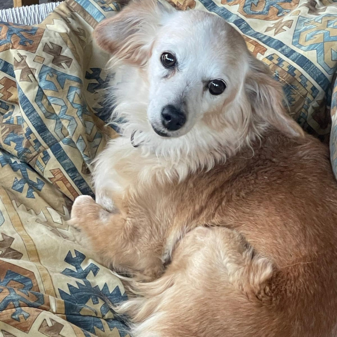 Bambi - Mestiza en adopción