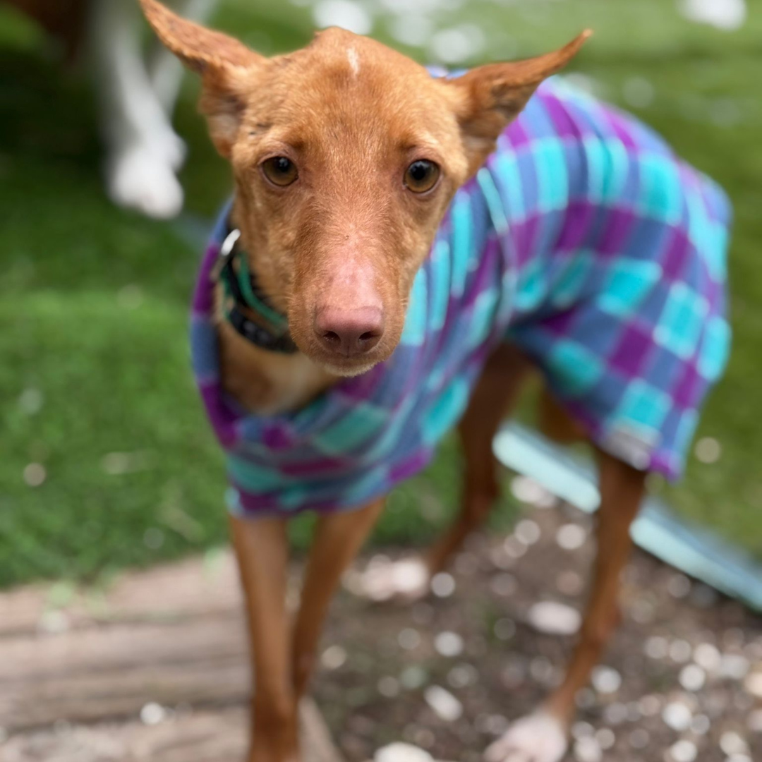 Canela - Podenco en adopción