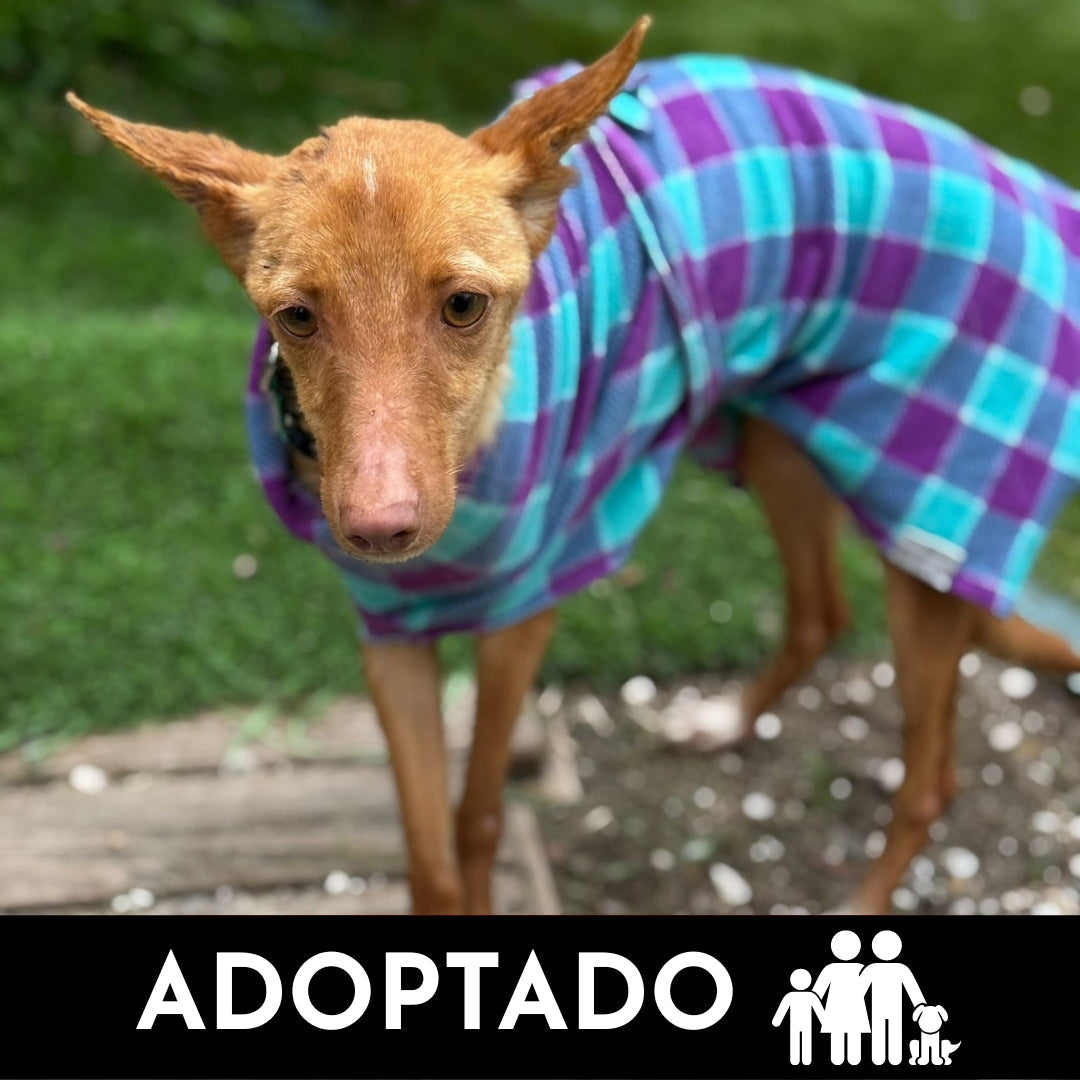Canela - Podenco en adopción