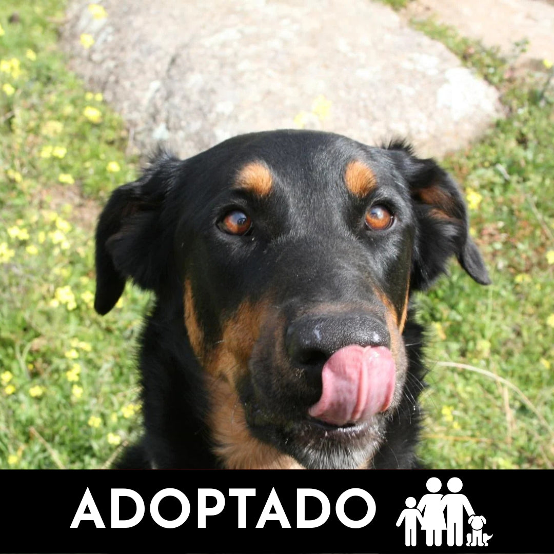 TIGAN - Beauceron