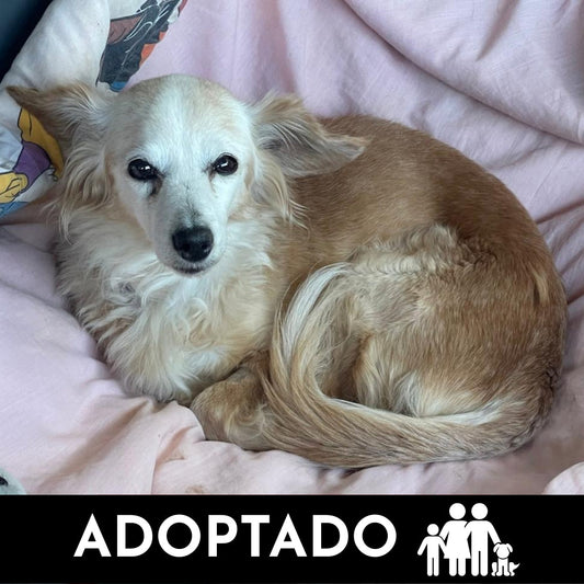 Bambi - Mestiza en adopción