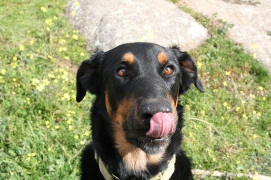TIGAN - Beauceron