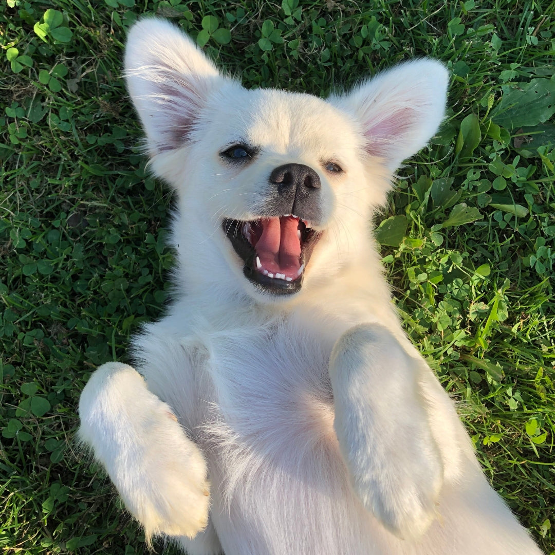 Guía de Protectoras con adopción