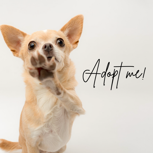 ¿Adoptar o comprar? Una decisión que cambia vidas