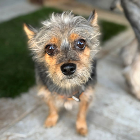 Cómo echar una patita 🐾