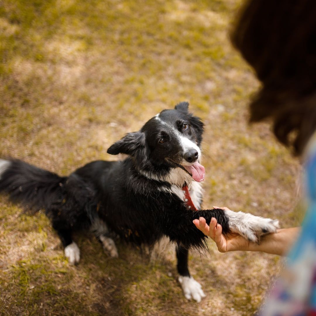 Cómo enseñar a un perro a dar la patita paso a paso