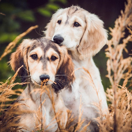 Cómo sacar espigas a un perro