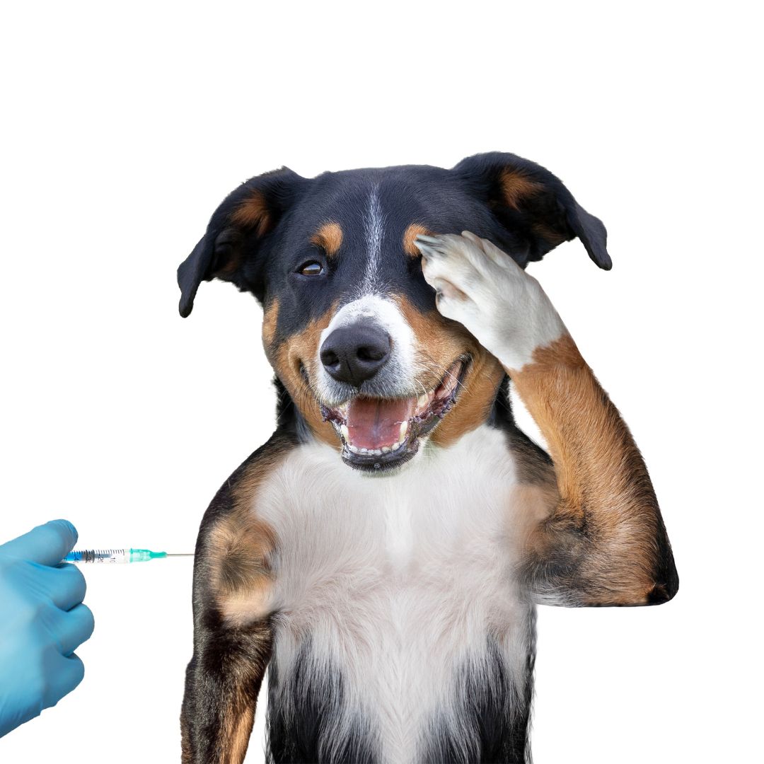 Cuáles son las vacunas obligatorias para los perros