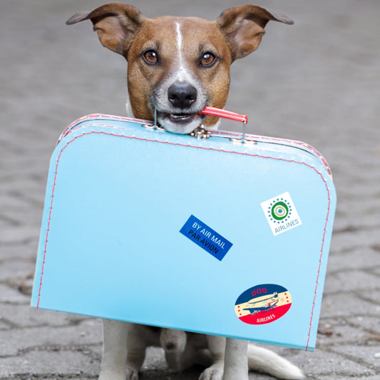 Viajar con perro y no sufrir en el proceso