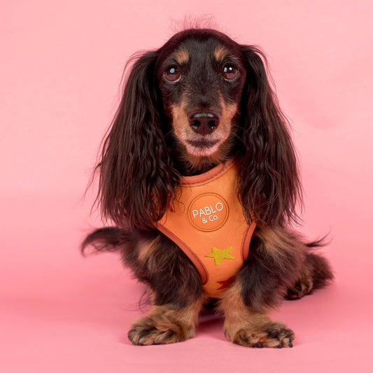 Arnés Ajustable Orange Velvet
