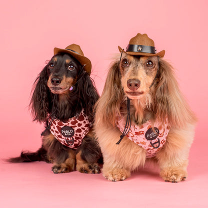 Sobrero CowDog