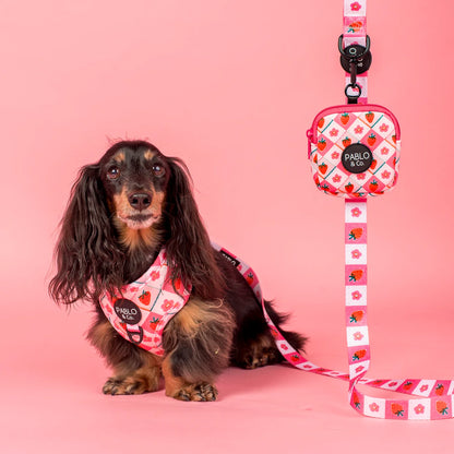 Harness Adjustable-Bogota