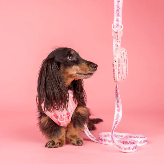 Harness Adjustable-Bogota