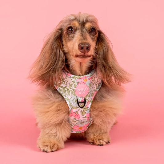 Harness Adjustable-Bogota