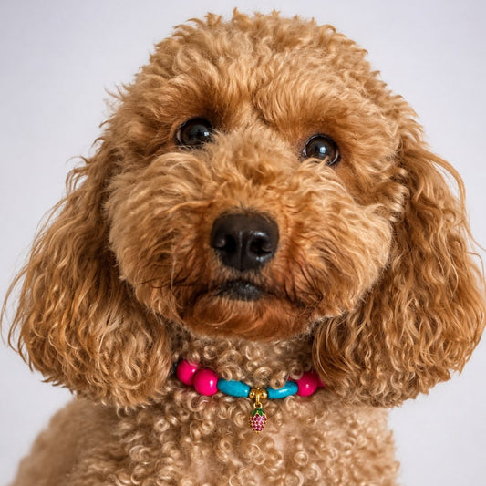 Collar Golden Berry