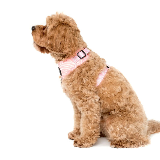 Arnés Ajustable Pink Zebra