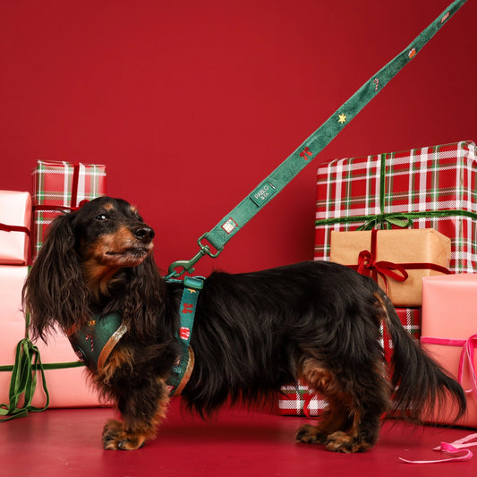 Correa Christmas Velvet