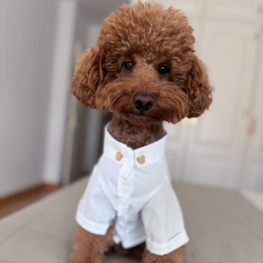 Camisa Teddy Dog