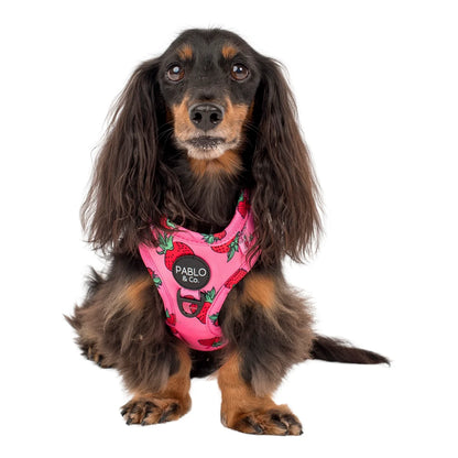 Harness Adjustable-Bogota