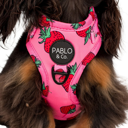Harness Adjustable-Bogota