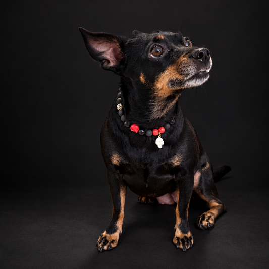 Collar Billy