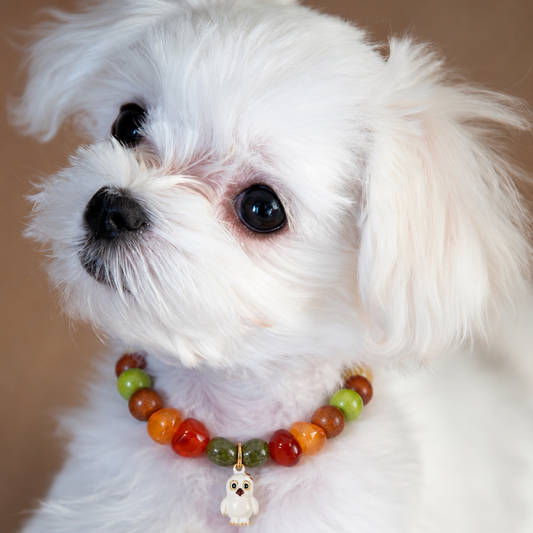 Collar Nivalis