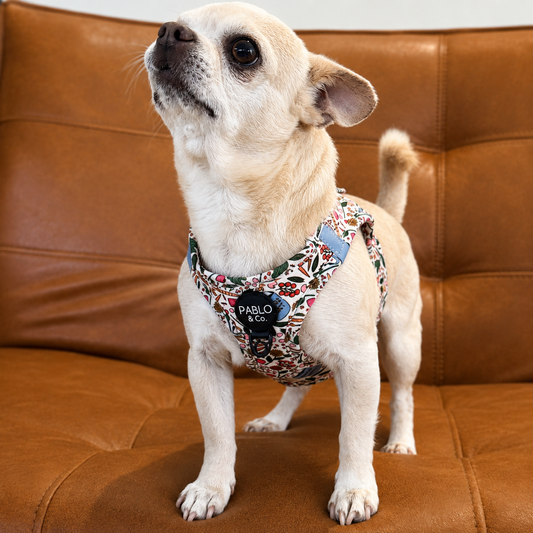 Harness Adjustable-Bogota