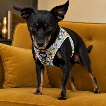 Harness Adjustable-Bogota