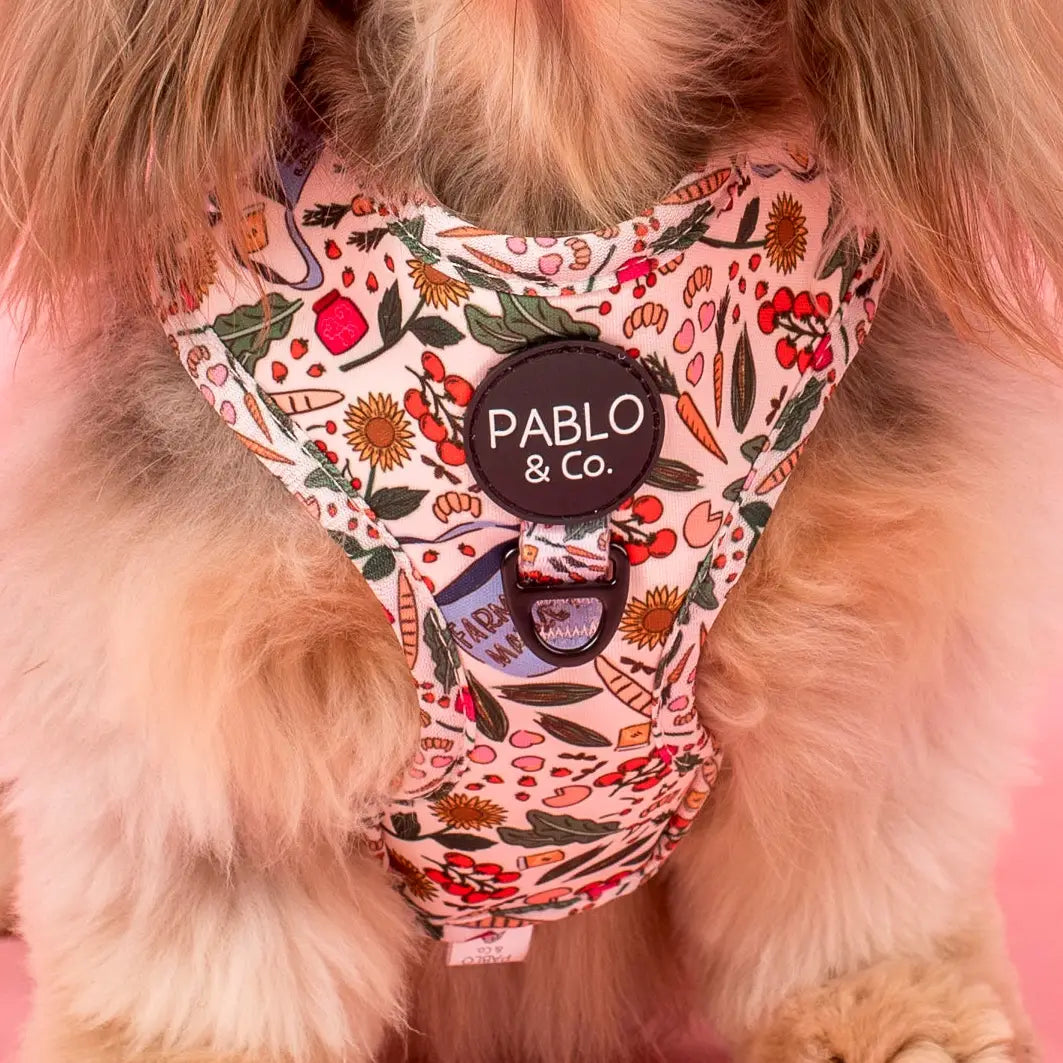 Harness Adjustable-Bogota