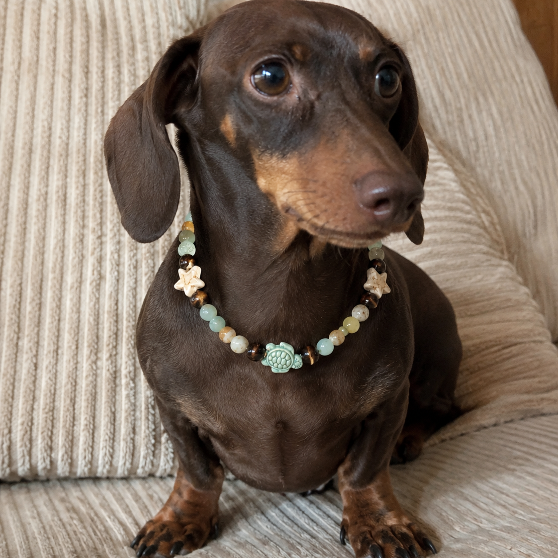 Collar Chelone